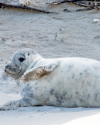 2016 Helgolgand Düne Kegelrobbenbaby-2